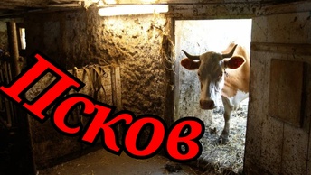 Что с фермой 🐄🐄🐄🐄