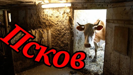 Что с фермой 🐄🐄🐄🐄