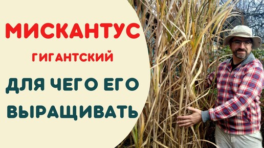 Мискантус гигантский. Для чего его выращивать?