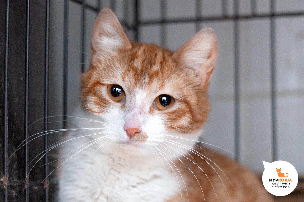 Милоуз нашли на улице.