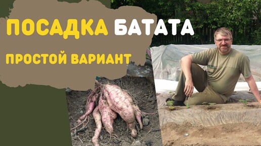 Посадка батата. Бюджетный вариант