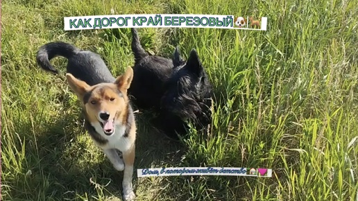 КАК ДОРОГ КРАЙ БЕРЕЗОВЫЙ🐶🐕