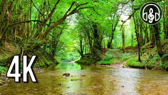 Горная нежная река с пением лесных птиц в весеннем лесу. 1 Час в HD.