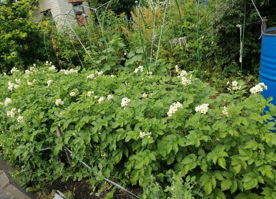 Картошка растет и уже цветет