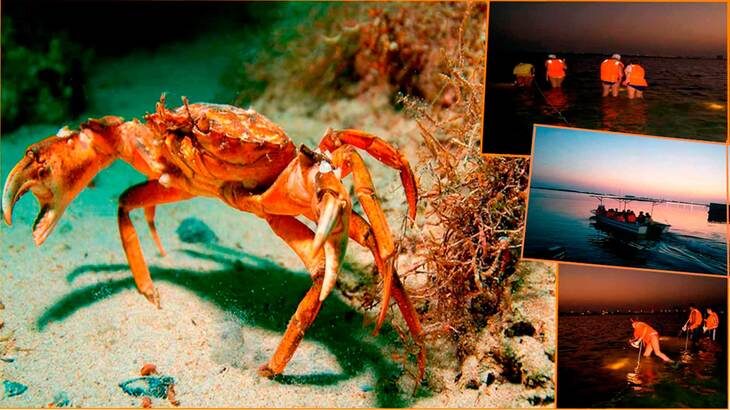 Охота на крабов.