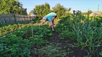 Работаю в огороде! Прополка Подкормка и защита от вредителей. Жизнь в селе.