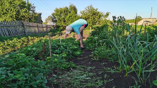 Работаю в огороде! Прополка Подкормка и защита от вредителей. Жизнь в селе.