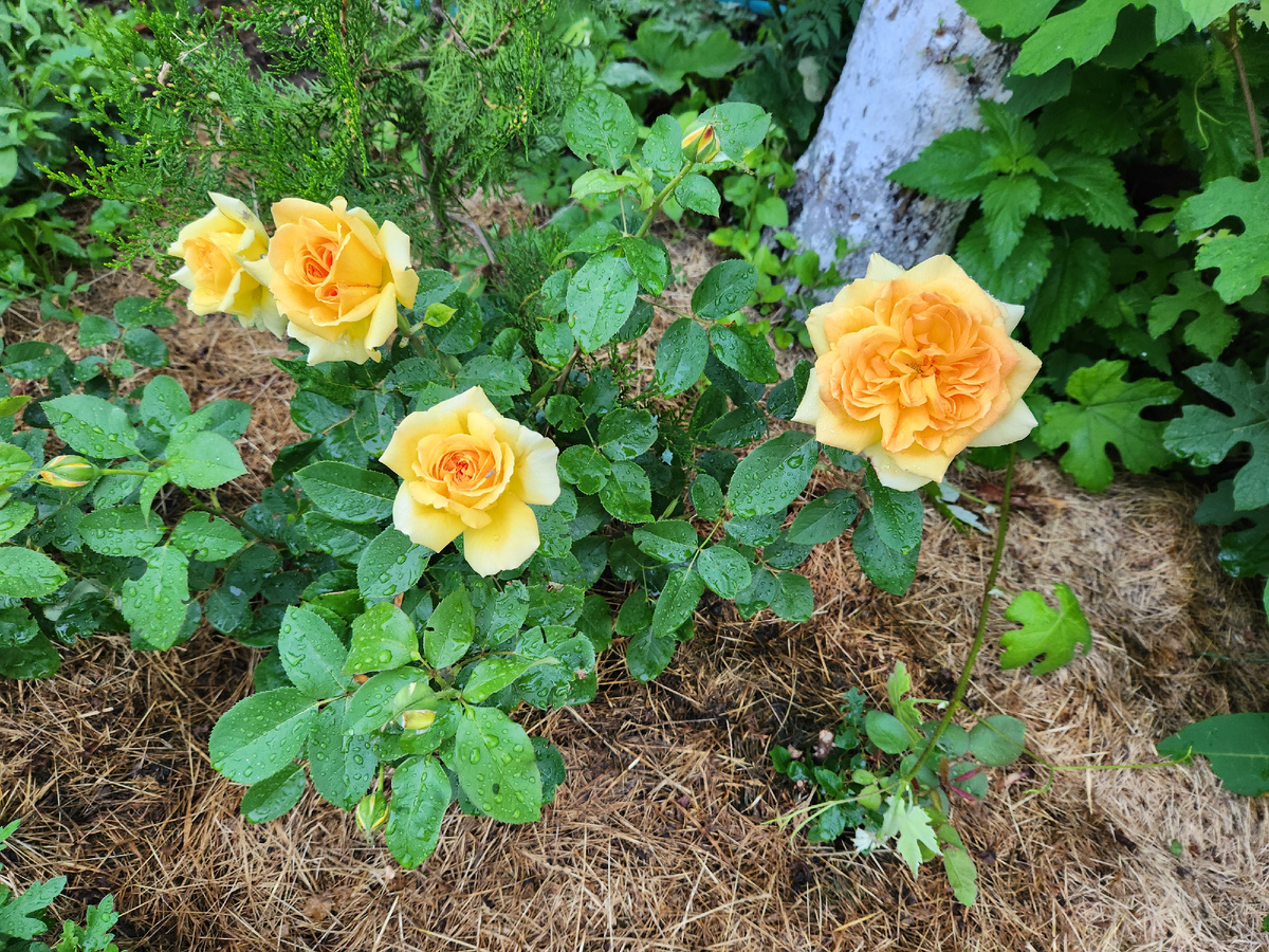 Неизвестный пересорт, предположительно, Leah Tutu