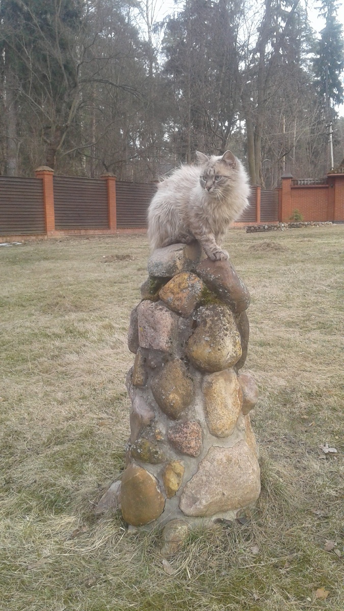  На память остался кот редчайшей породы Меконгкский бобтейл