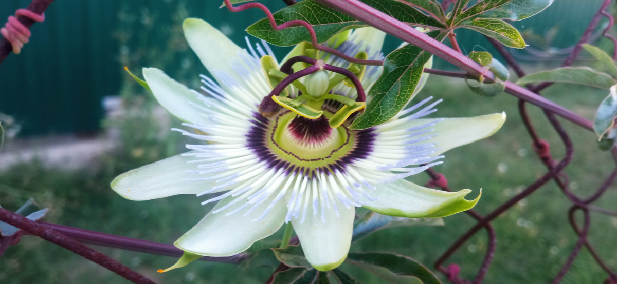 Пассифлора, или страстоцвет, – это не просто цветок, а удивительное растение окутанное легендами и тайнами, которое притягивает взгляд своими удивительными цветами и загадочной историей.