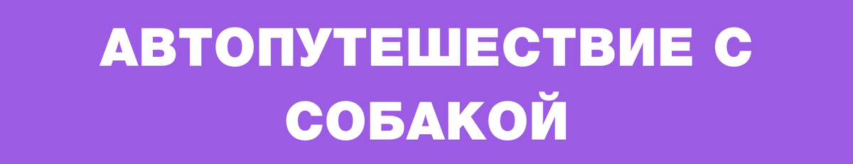 Любое путешествие для собаки является набором непонятных обстоятельств без какой либо цели, это же не мячик летящий по полю догнать — тут всё сильно сложнее.-2