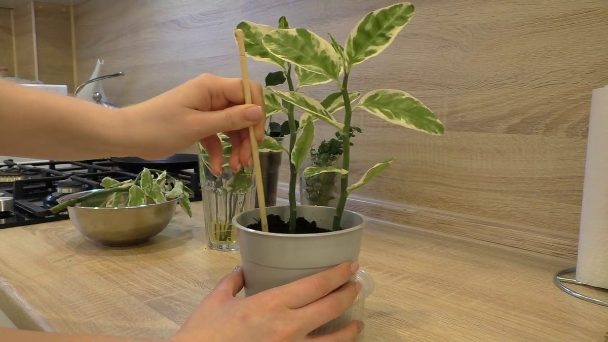 Уход за лимоном