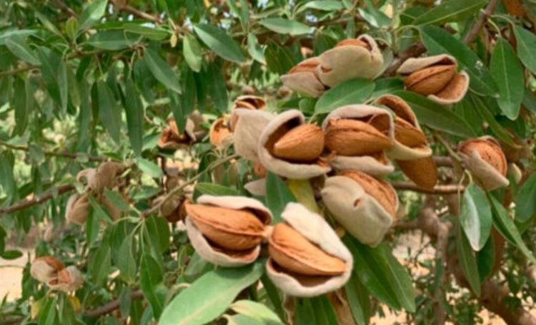    Миндальная экосистема Испании гораздо более органична по сравнению с американской