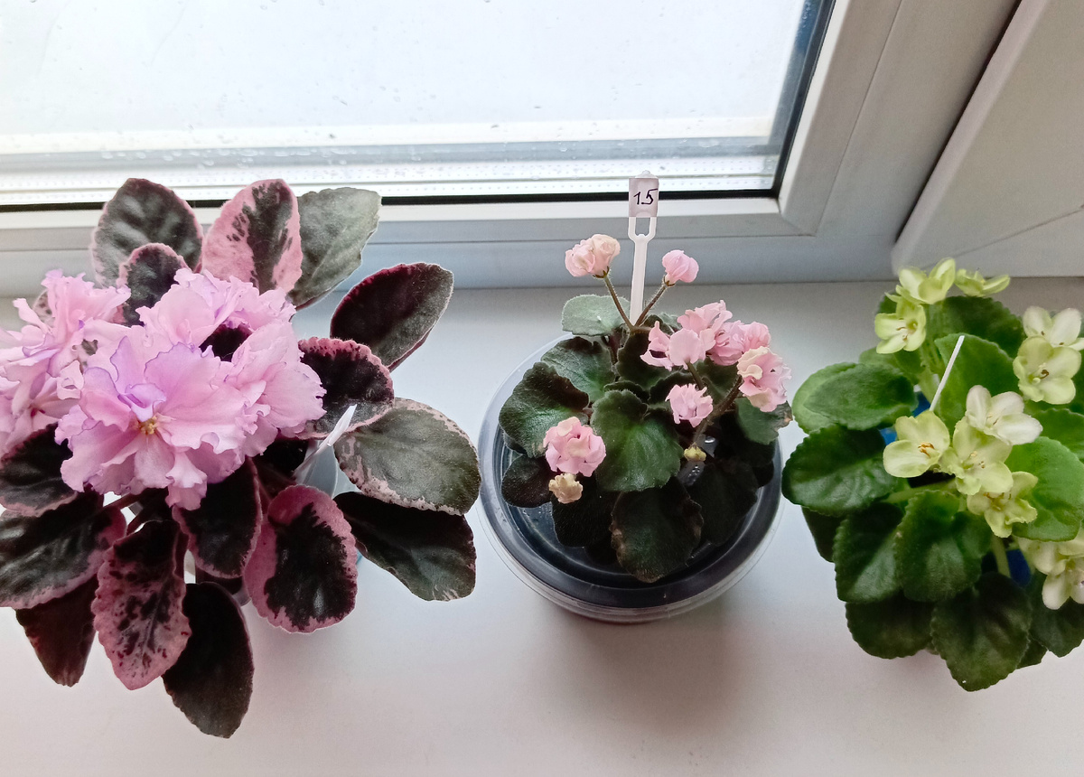 Подоконник не лучшее место для фиалок в жару