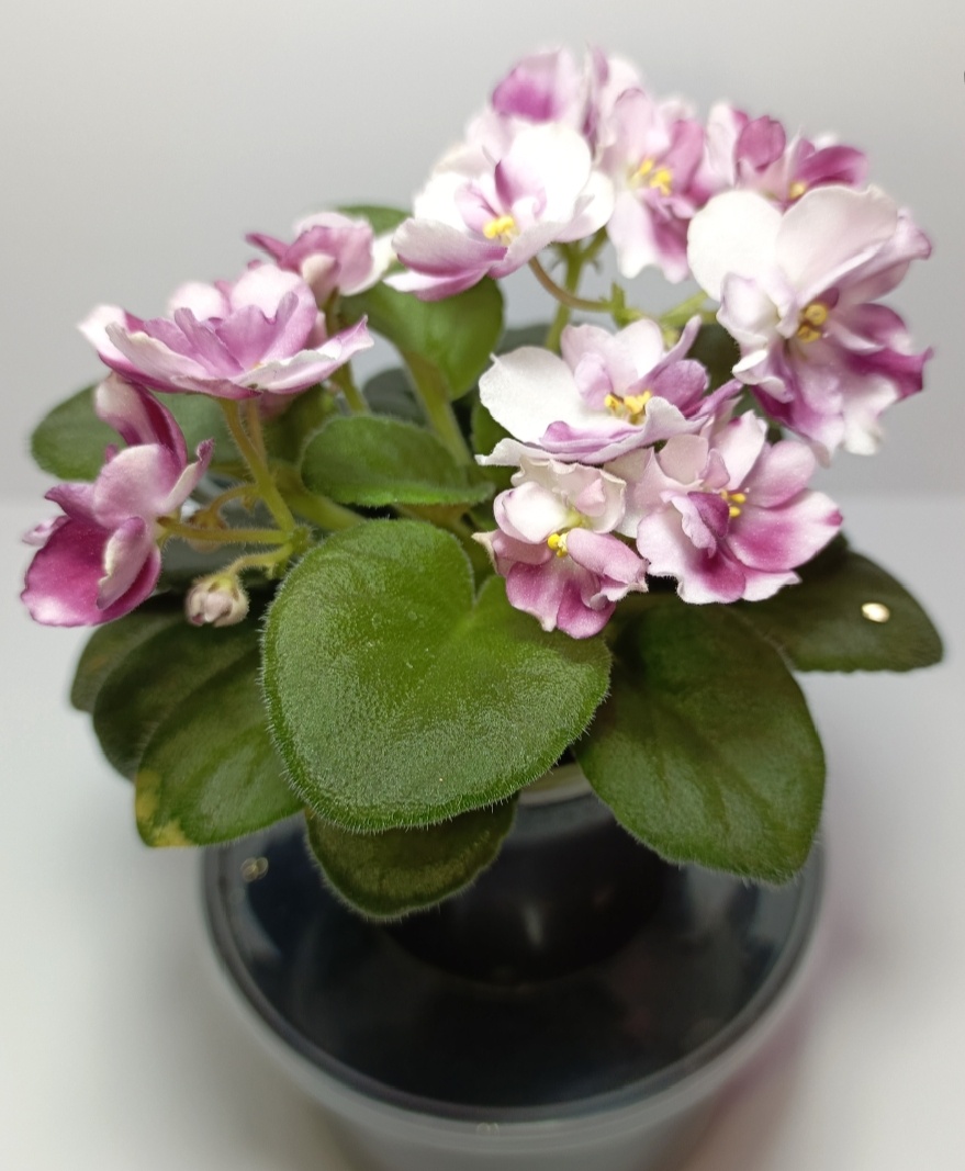 Фиалка на фитильном поливе