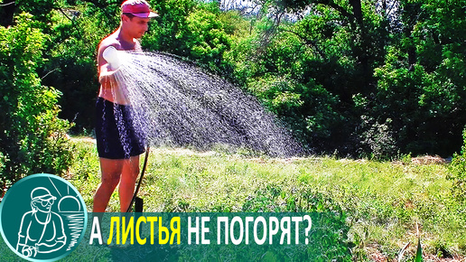 Полив в жару холодной водой 💧 Польза или вред для растений 🌿 Эксперимент Гордеевых