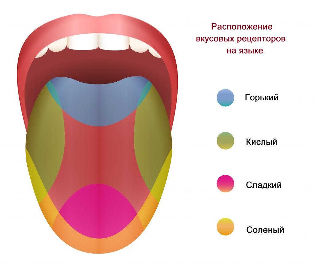 Вкус — одно из основных чувств человека. Он нужен для появления аппетита и нормальной работы ЖКТ, помогает различать хорошие и испорченные продукты питания.-2