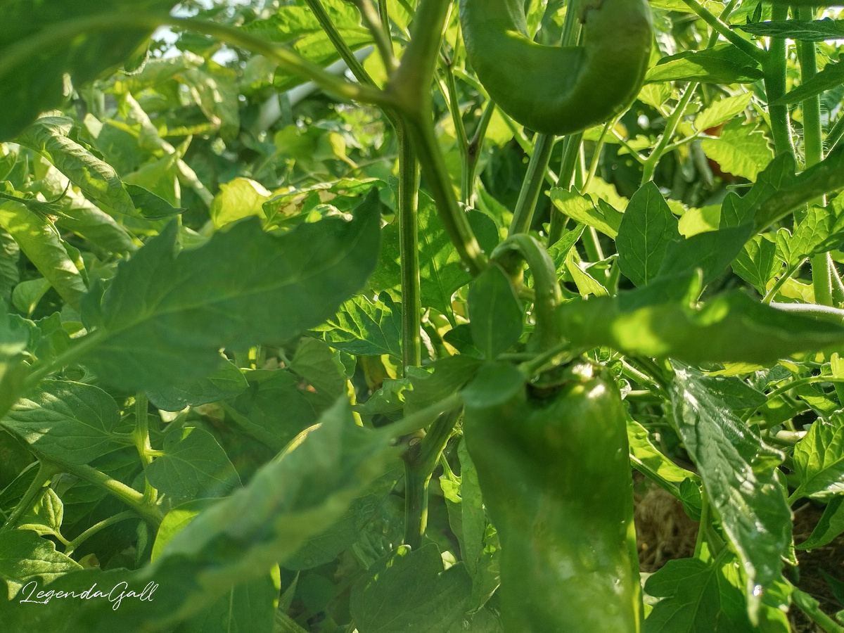 Нижний вроде выпрямился, хотя изначально тоже кривой был. Теперь верхний загибается..