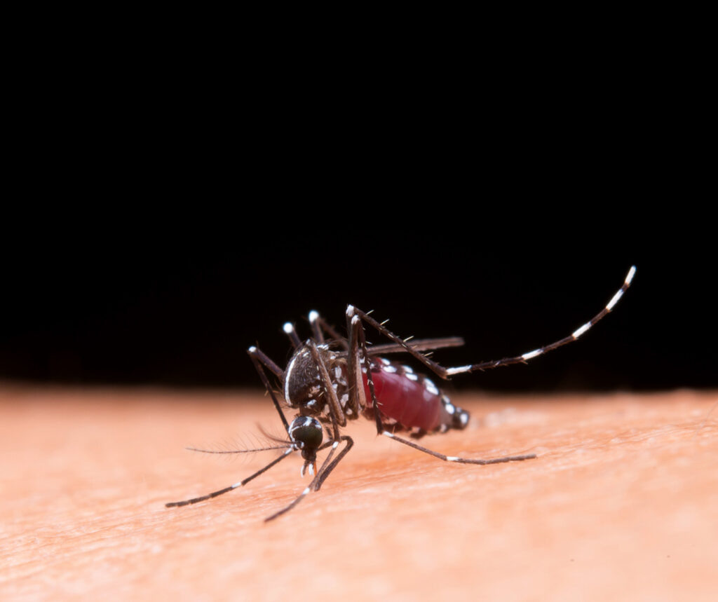 Летающие насекомые, такие как комары и мошки, могут значительно испортить отдых на свежем воздухе. Их укусы не только вызывают неудобства, но и могут привести к аллергическим реакциям.