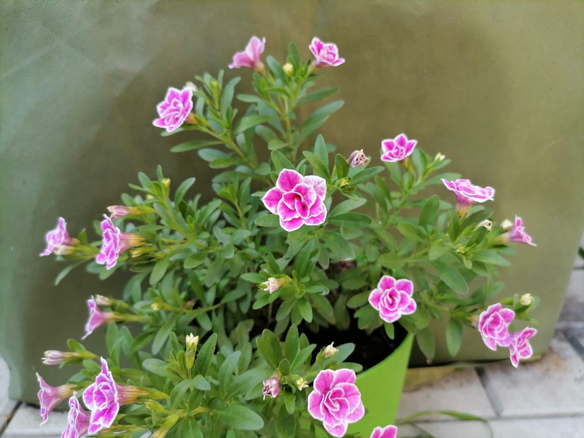 Махровая калибрахоа Superbells Sweet, фото автора