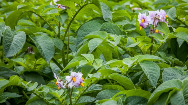 Не многие дачники знают об интересном способе омоложения картофеля, который вдвое повышает урожайность.