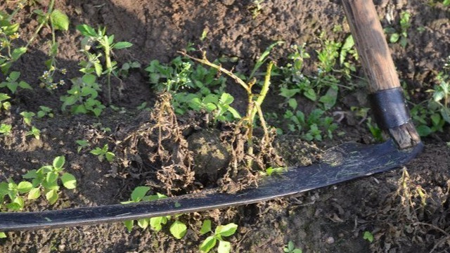 Корнеплоды начинают формироваться еще до цветения культуры. Если за 7-10 дней до уборки не скосить ботву – корнеплоды не будут храниться.