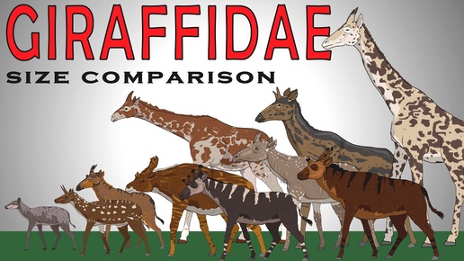 Сравнение размеров вымерших жирафид (жирафов). Приятного просмотра!