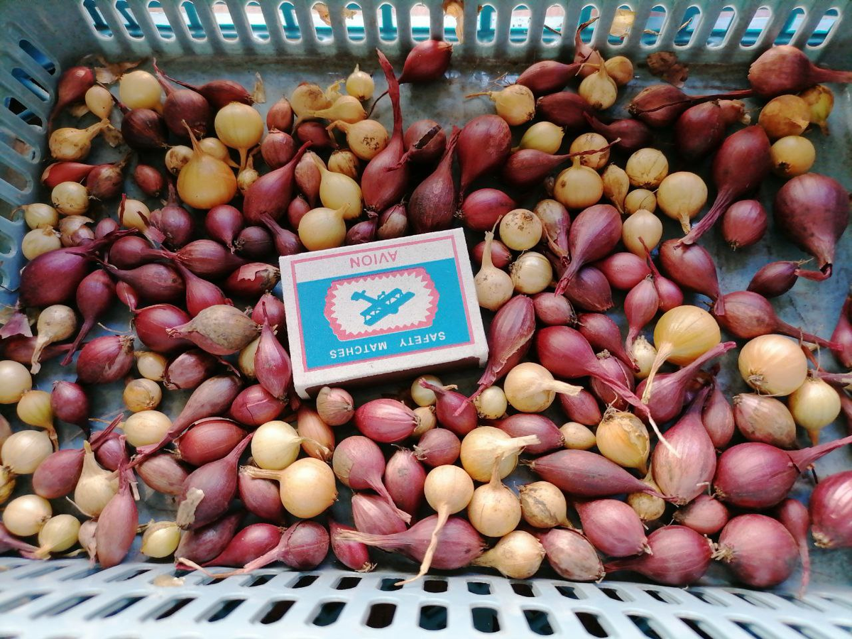 Севок, фото автора