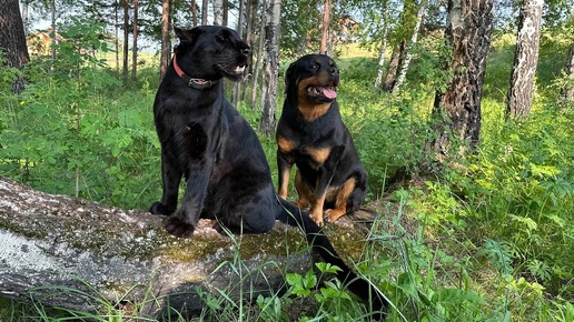 Скучная жизнь в деревне с пантерой Луной 😂