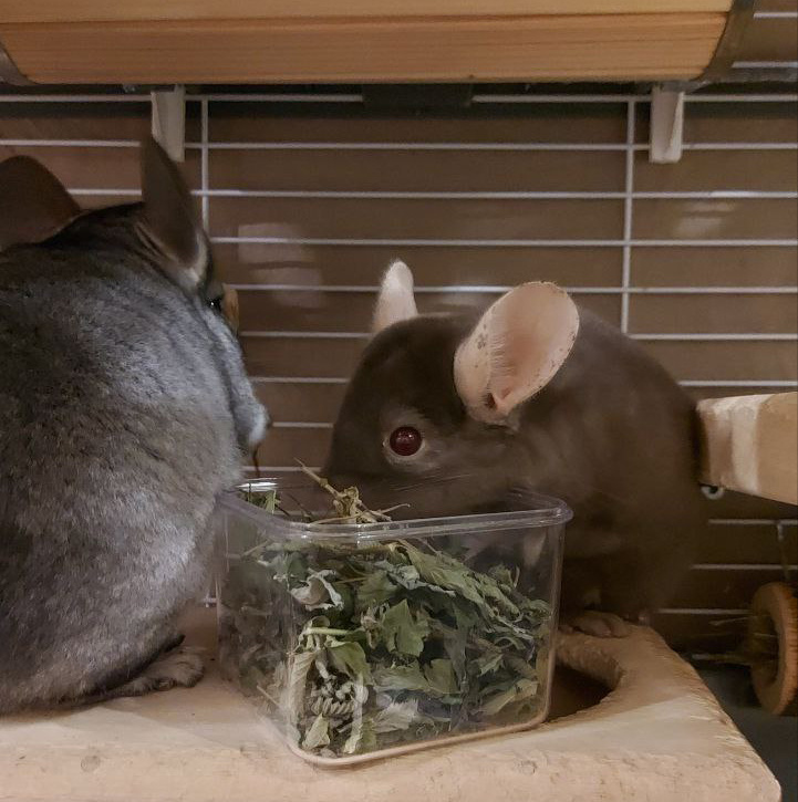 Шустрик, Финик и листочки