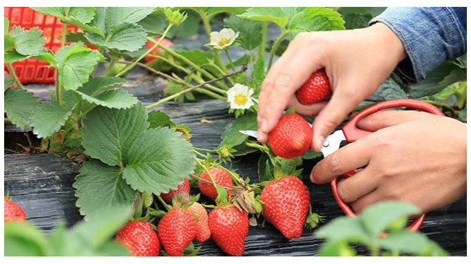 За клубничными грядками ухаживаю весь вегетационный период.