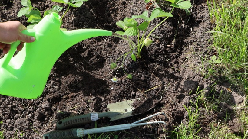 Самый активный месяц во всех отношениях. В это время ягоды созревают.