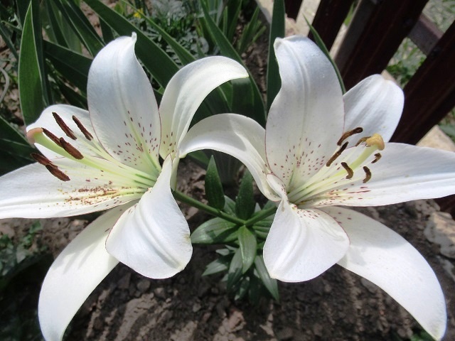 фото автора, новинка