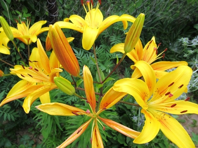 Как поливать лилии во время цветения и после, есть ли разница