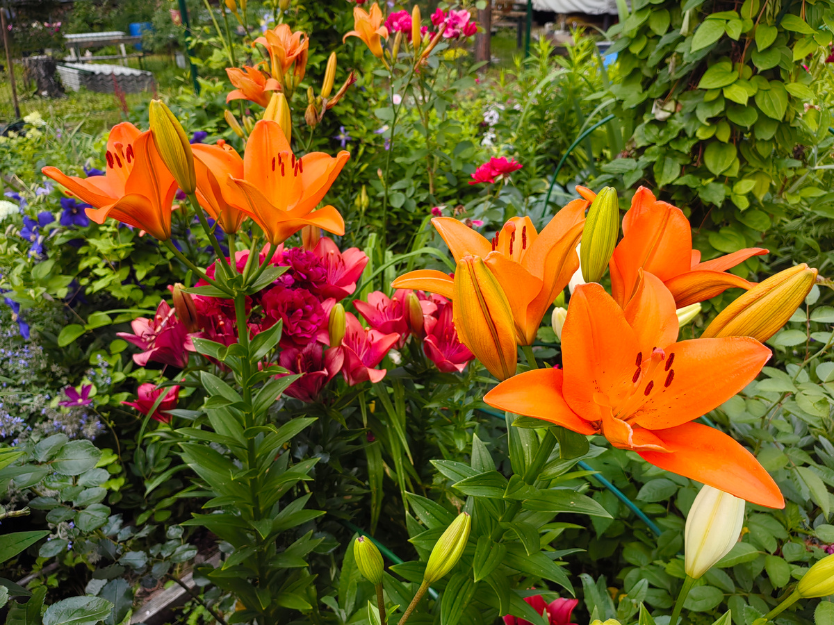 Жалко было до слёз эту красоту! 