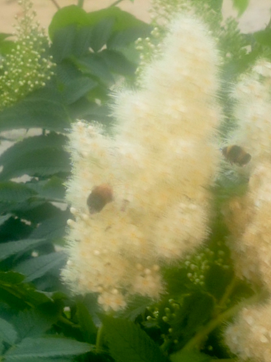 Пчелы работают не покладая крыльев, у нет мыслей на счет счастливы они или нет.