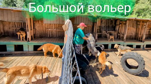 Побег Оскара, отобрали еду у собак и большие вольеры