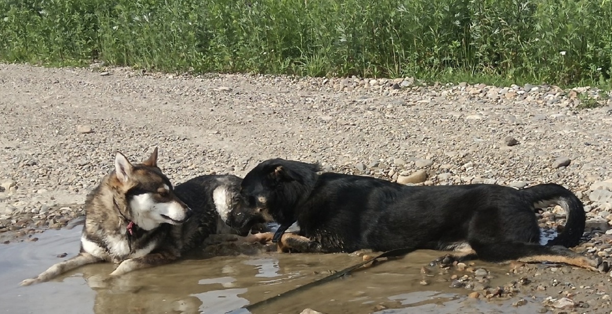 Таких мам нам ещё не встречалось 