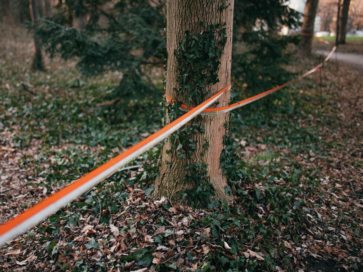    Сигнальная лента на деревьях в лесуCC BY 2.0 / Ivan Radic / Barricade tape wrapped around the trees in a park
