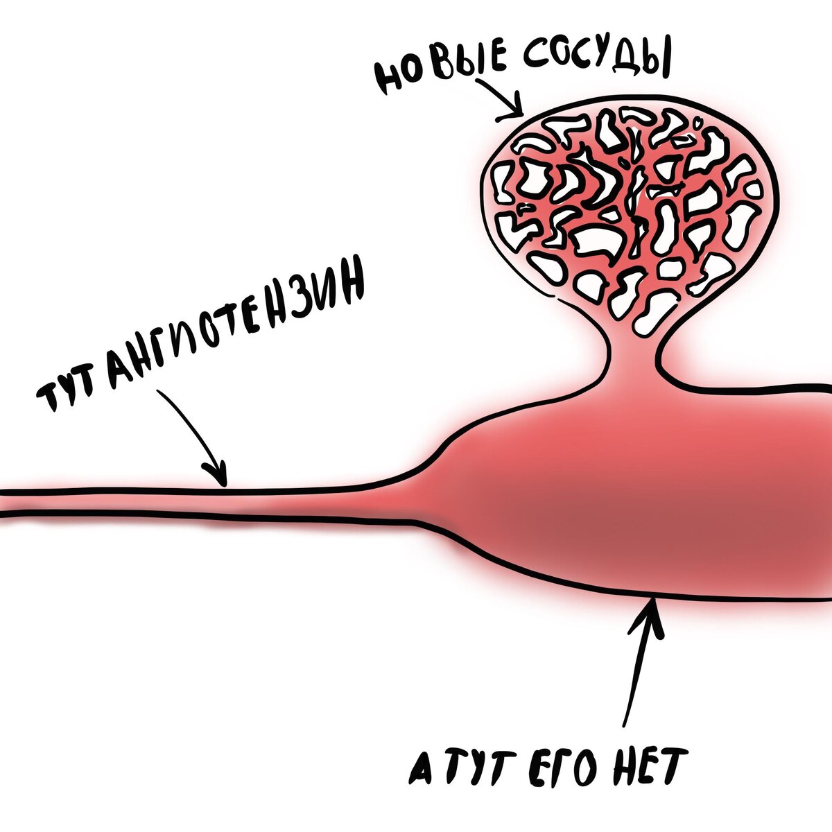 Сосуды не просто расширяются, но и новые вырастают