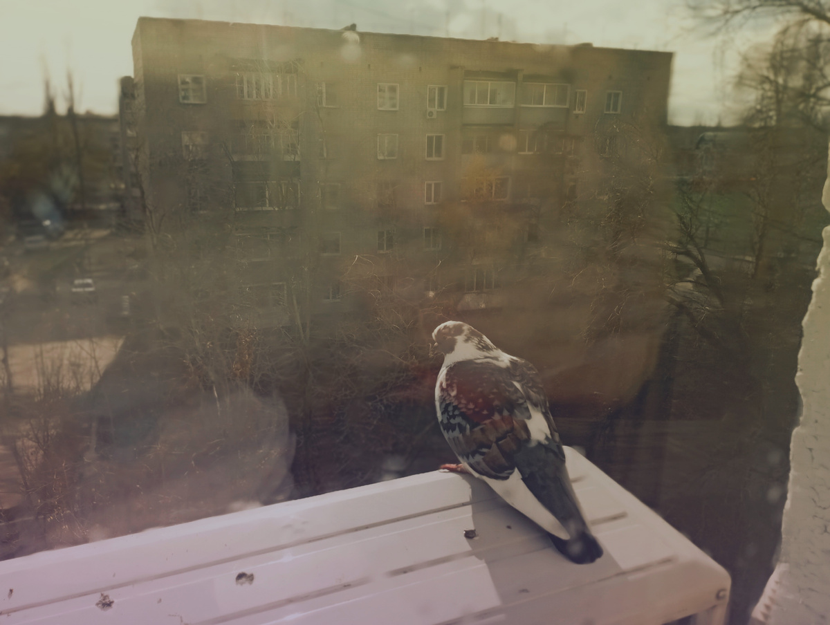 Снаружи наш кондиционер тоже пользуется популярностью) Каждый день 1-2 голубки прилетают