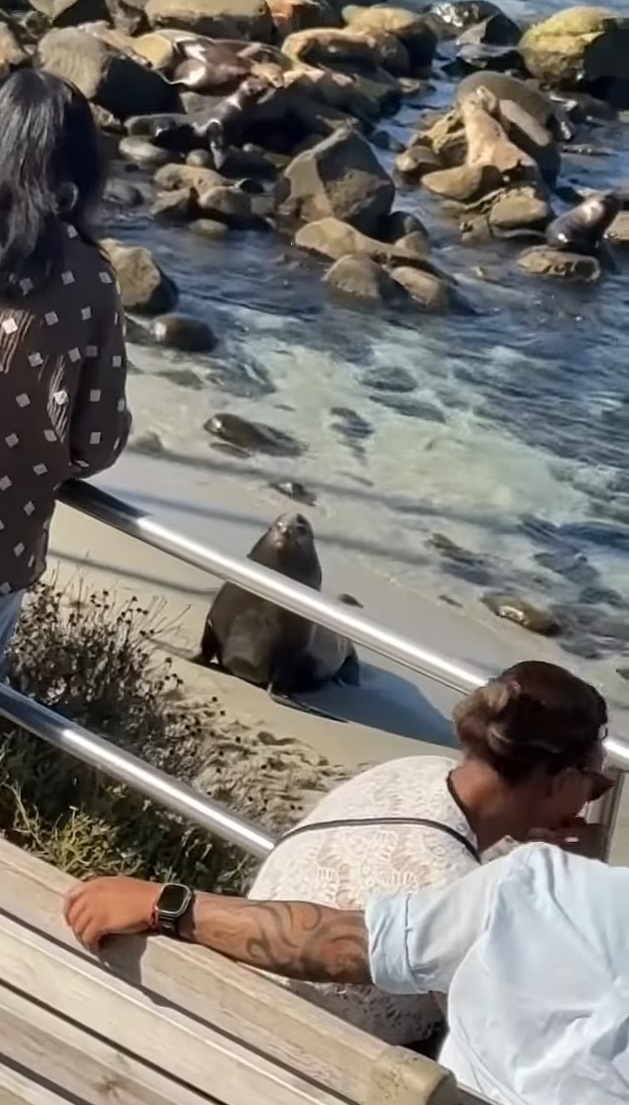    Морской лев выбрался из воды на берегСтоп-кадр из видео Лорен Бертран