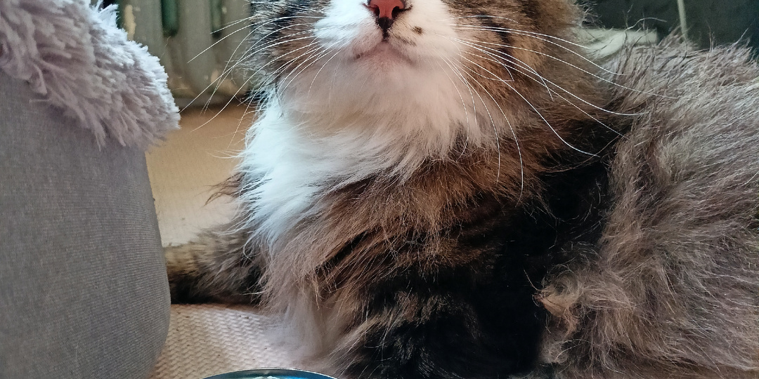 Золотой Кристал