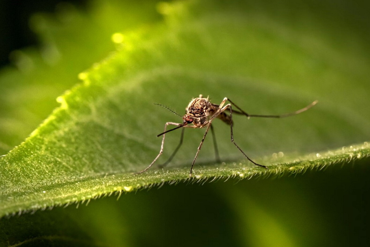     Идеален для пикников: новый гаджет против укусов комаров снимет зуд в три секунды