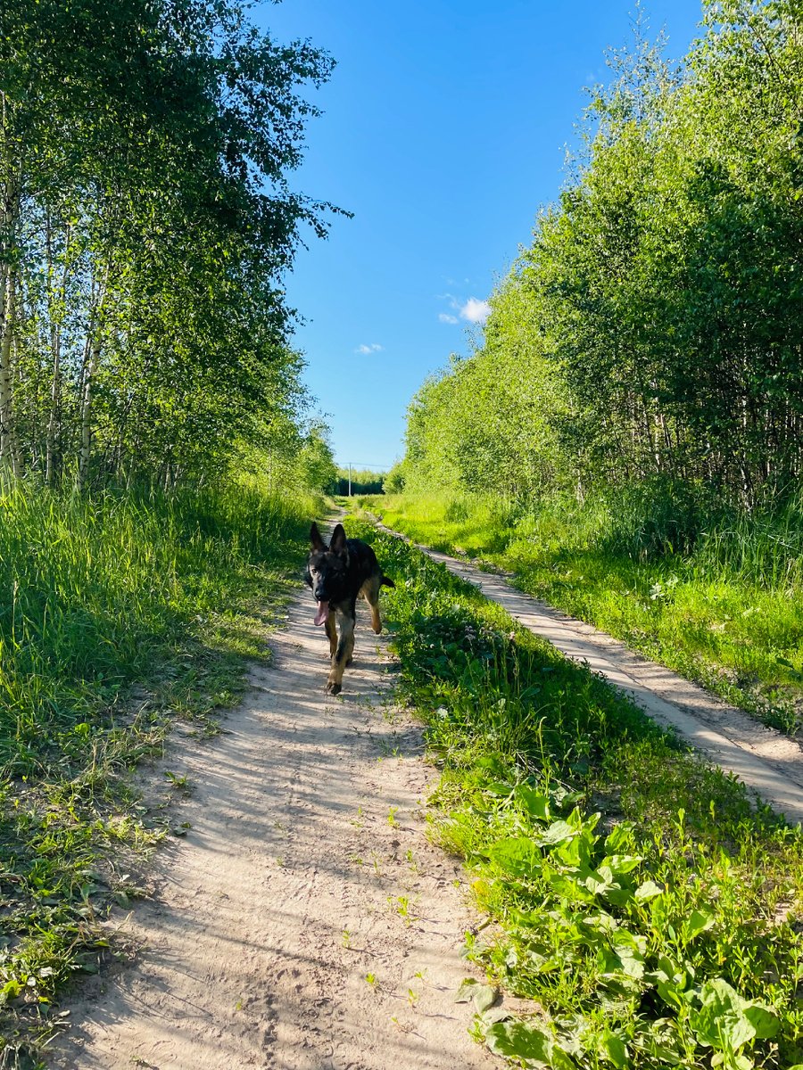 Ичи и березы 