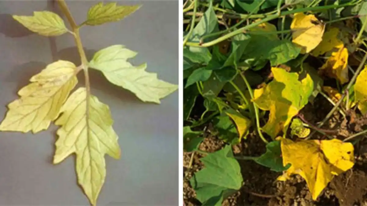 Фото:Wikibotanika При азотном голодании вначале желтеют жилки, а впоследствии желтеют и околожилковые ткани листа