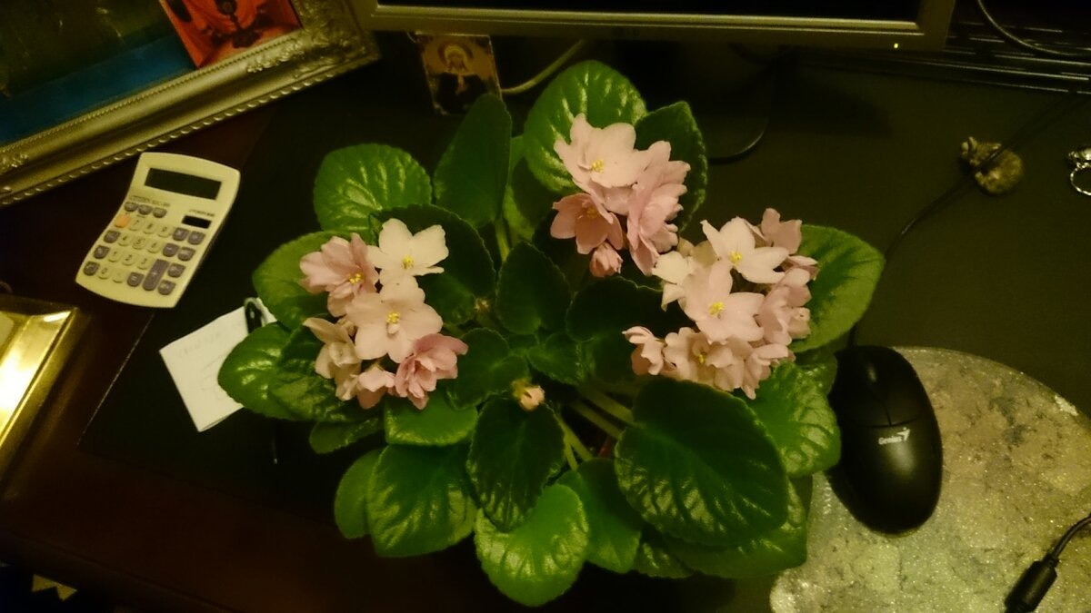 Фото из прошлой жизни. Они почти все пропали на сгоревшем осенью жестком диске... Ох и плакала я)