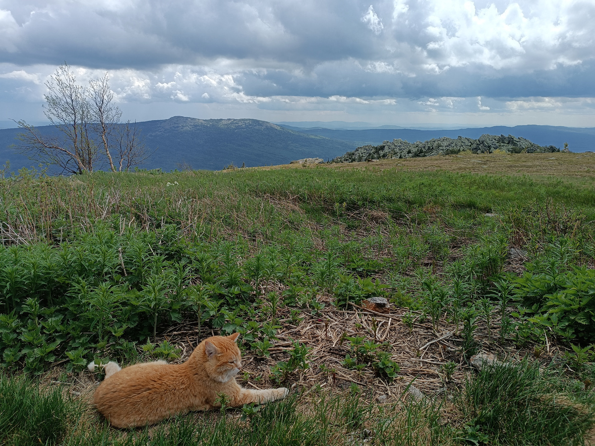 Добавьте описание