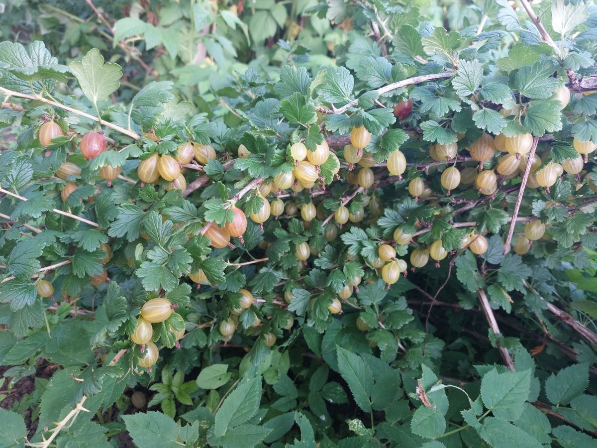 Ветка крыжовника. Выдержал заморозок