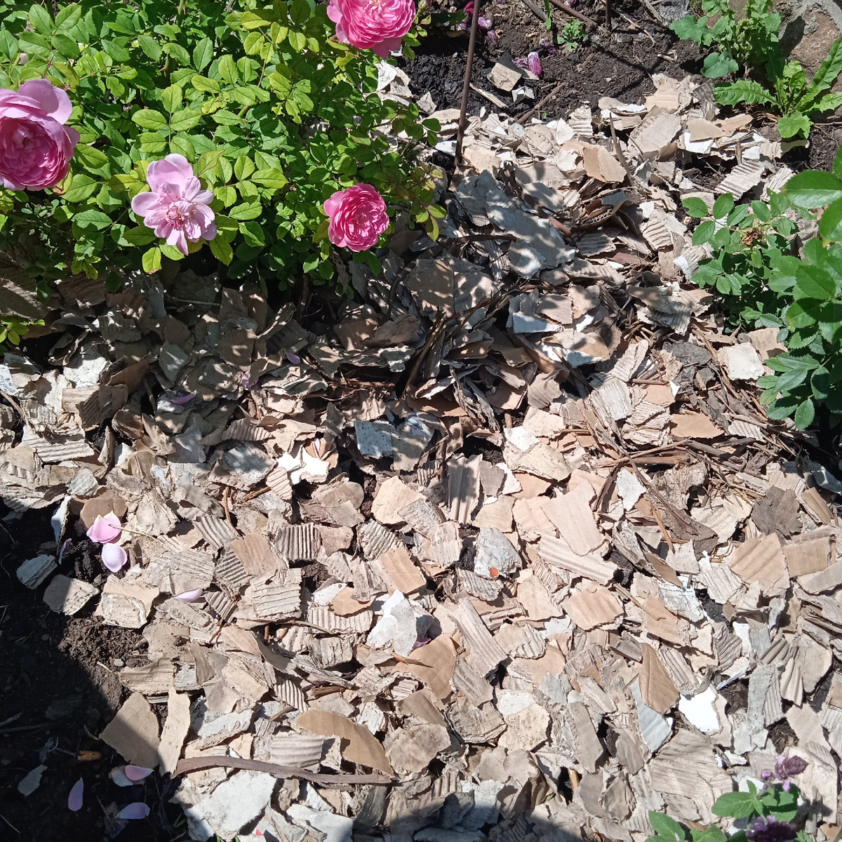 Свежая мульча.